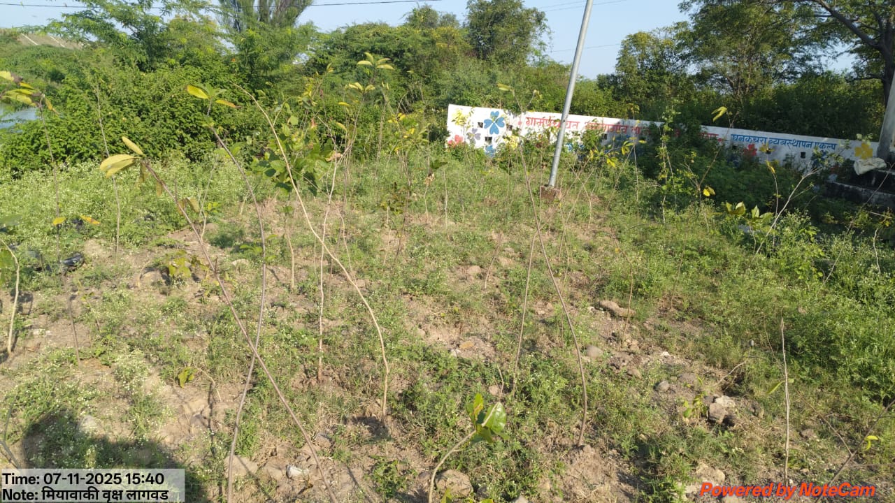 Miyawaki tree plantation — green cover initiative, Arangaon
